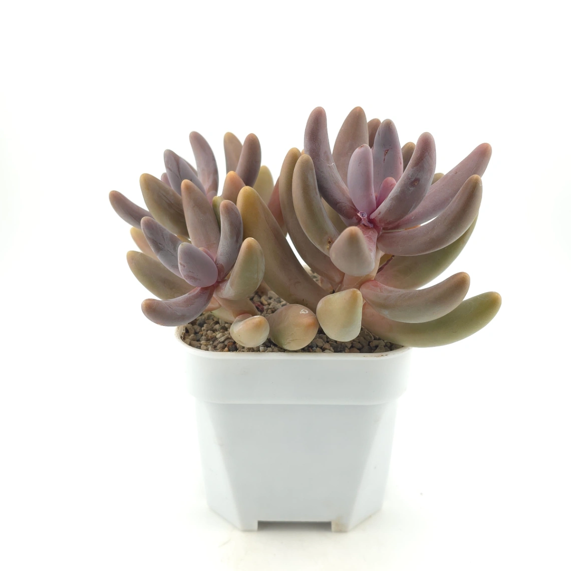 Pachyphytum ‘Ganzhou’ | 紅手指 thumbnail 3