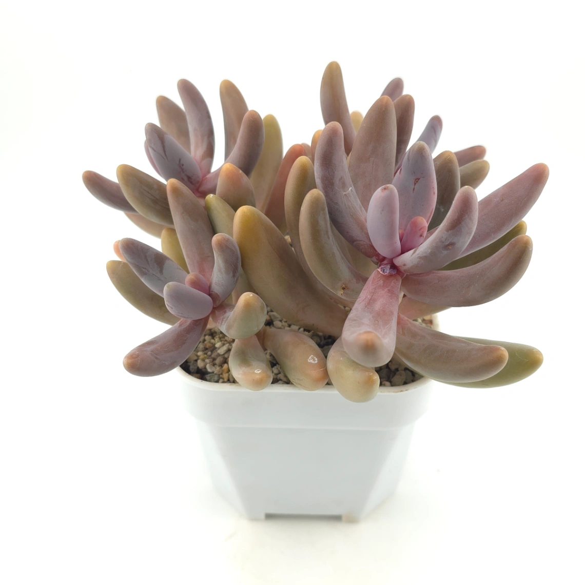Pachyphytum ‘Ganzhou’ | 紅手指 thumbnail 2