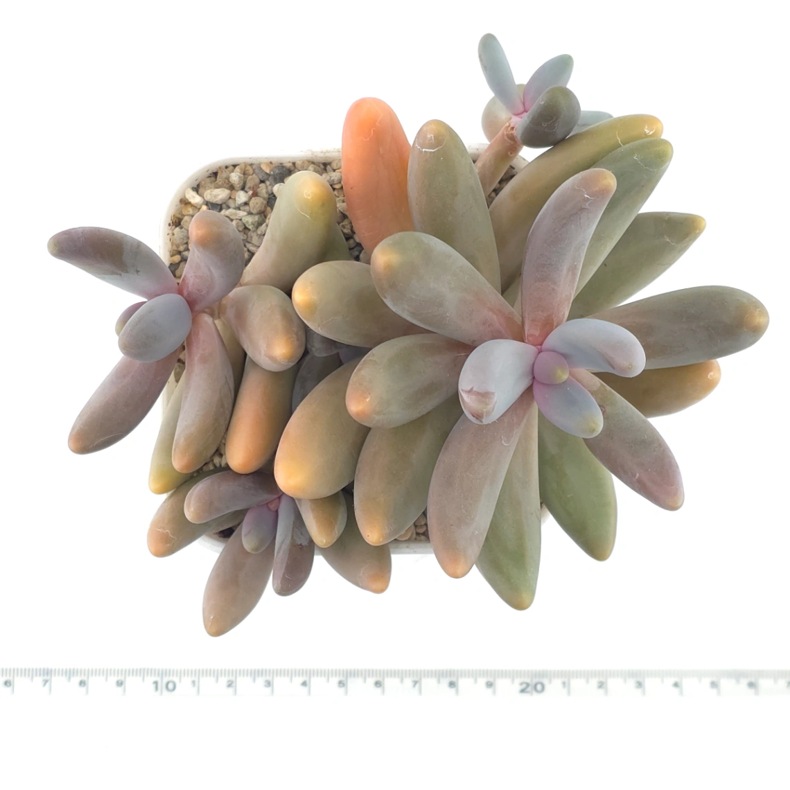 Pachyphytum ‘Ganzhou’ | 紅手指 thumbnail 4