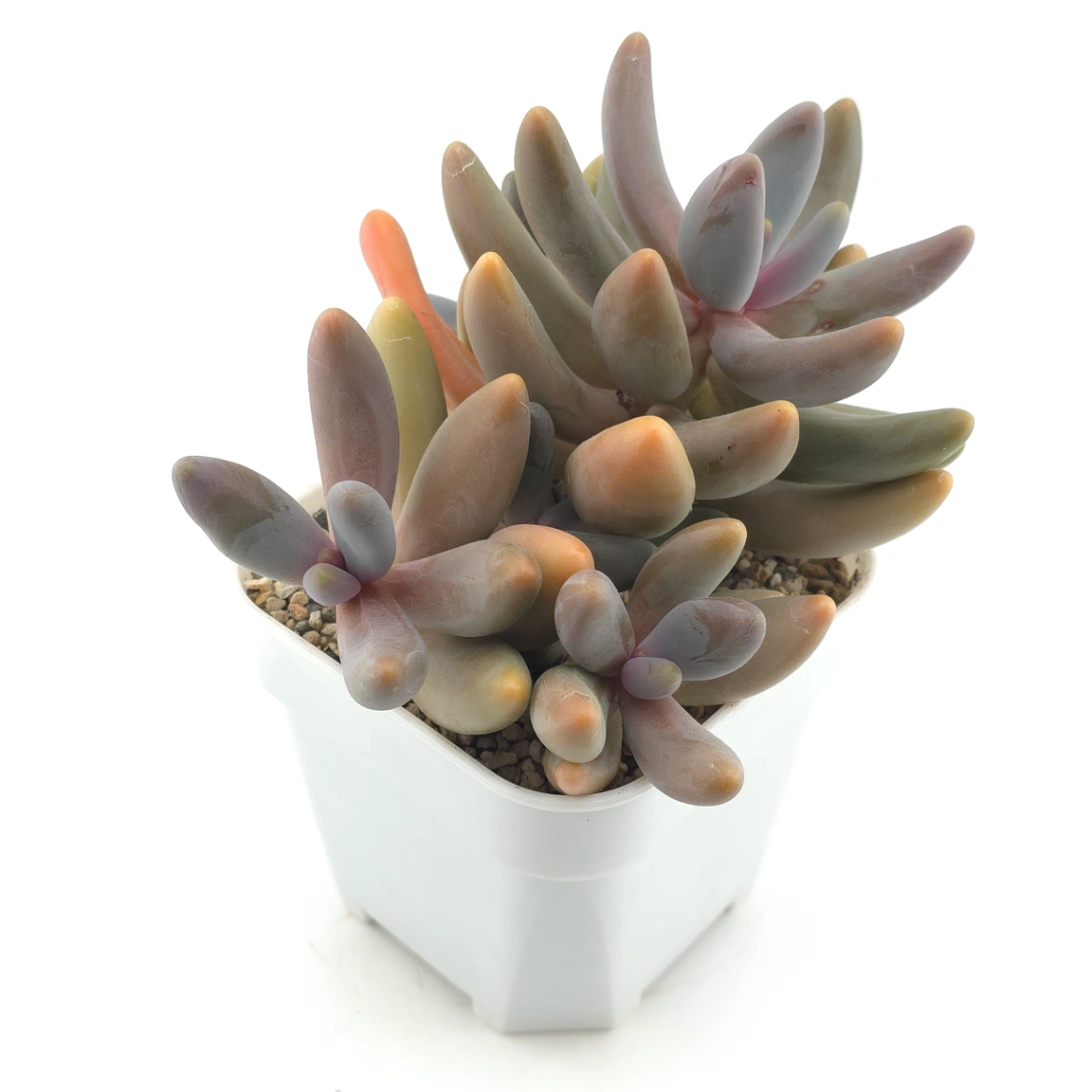 Pachyphytum ‘Ganzhou’ | 紅手指 thumbnail 2