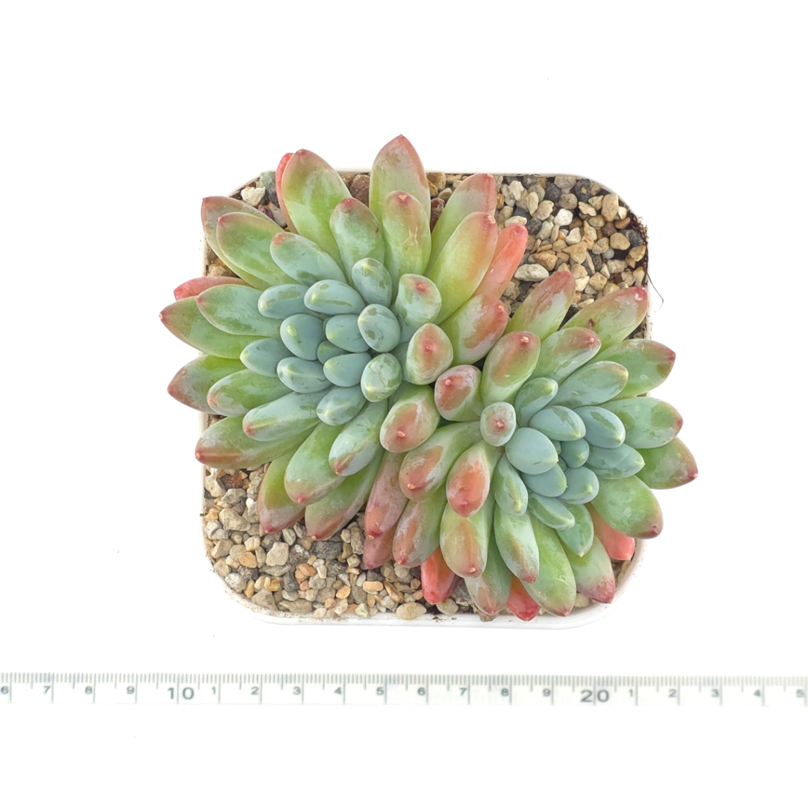 Pachyphytum 'Jasper' | 碧玉 thumbnail 4