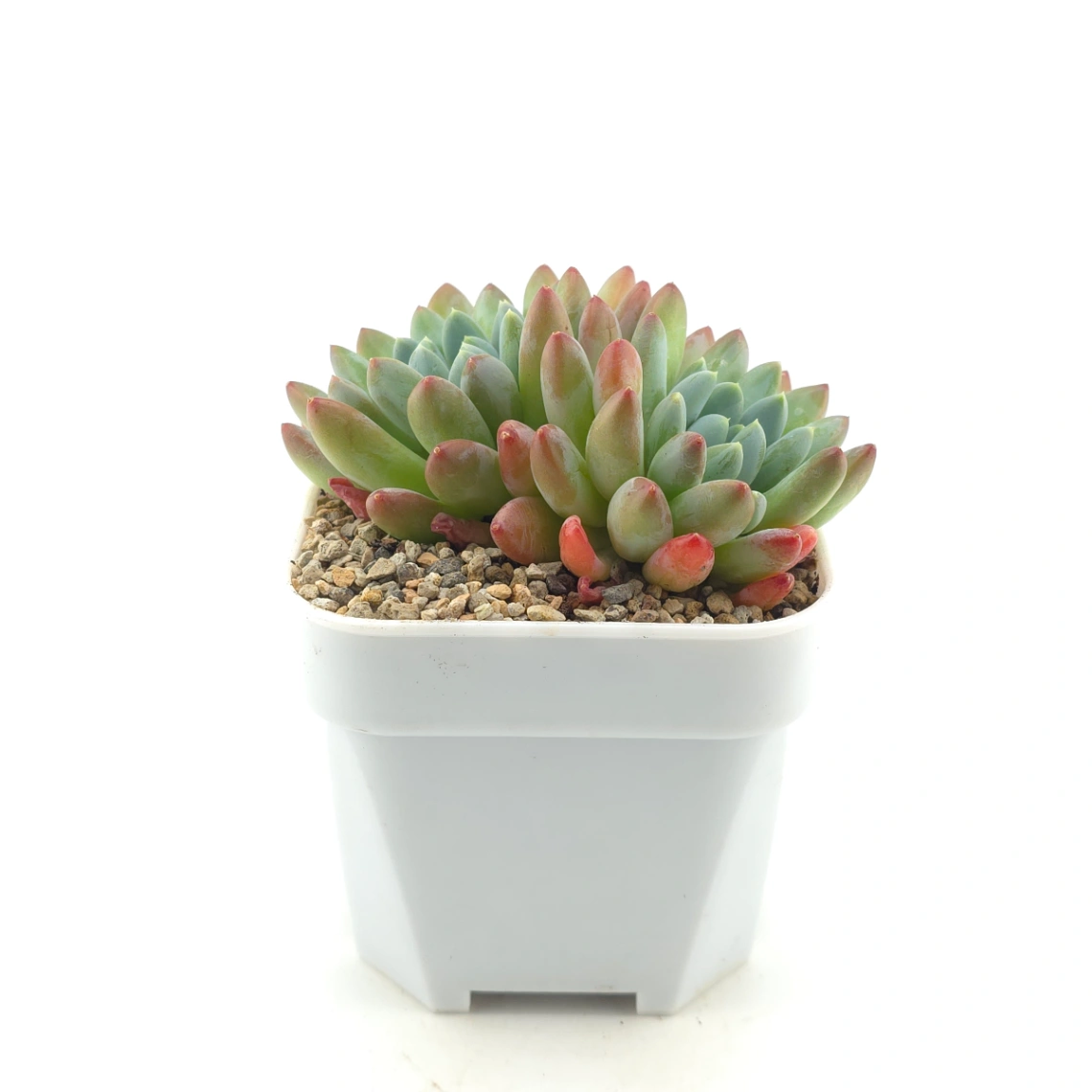 Pachyphytum 'Jasper' | 碧玉 thumbnail 3