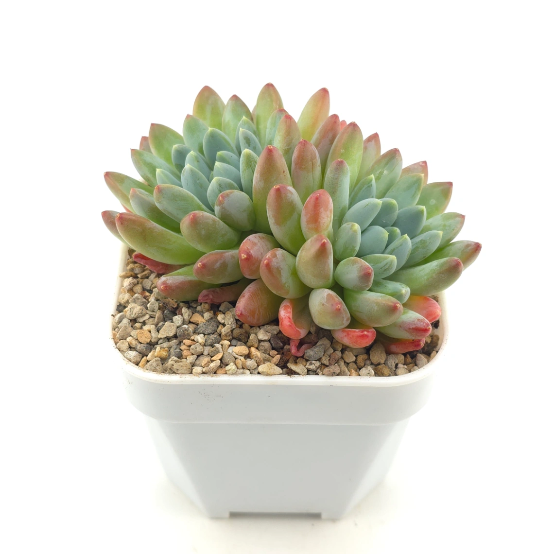 Pachyphytum 'Jasper' | 碧玉 thumbnail 2