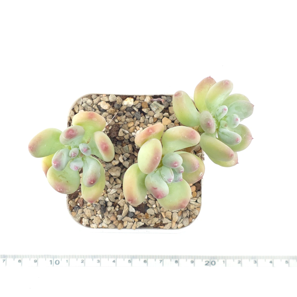 Pachyphytum 'Mikadukibijin' | 三日月美人 thumbnail 4