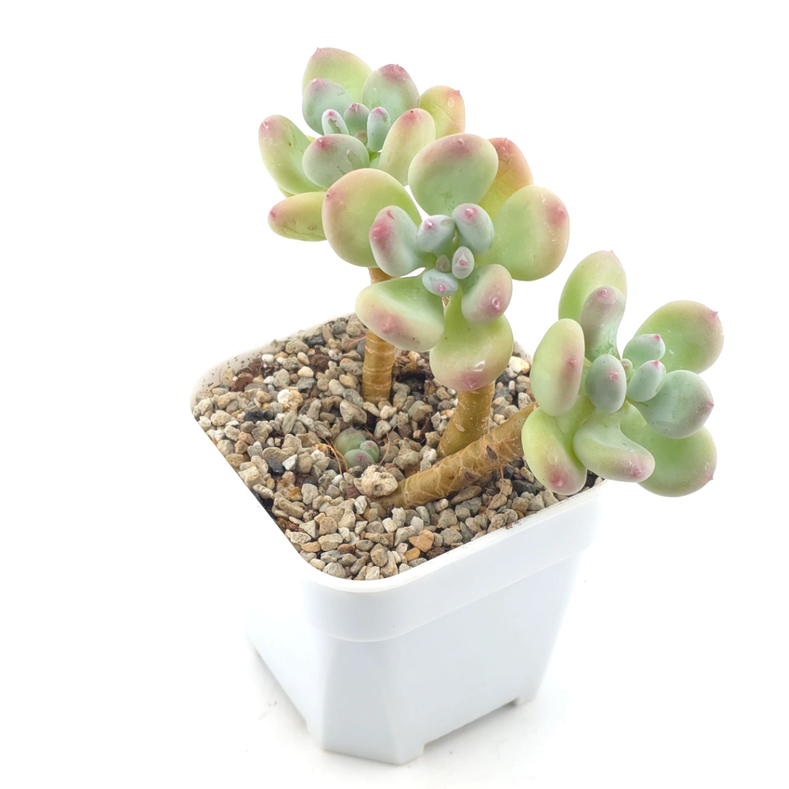 Pachyphytum 'Mikadukibijin' | 三日月美人 thumbnail 2