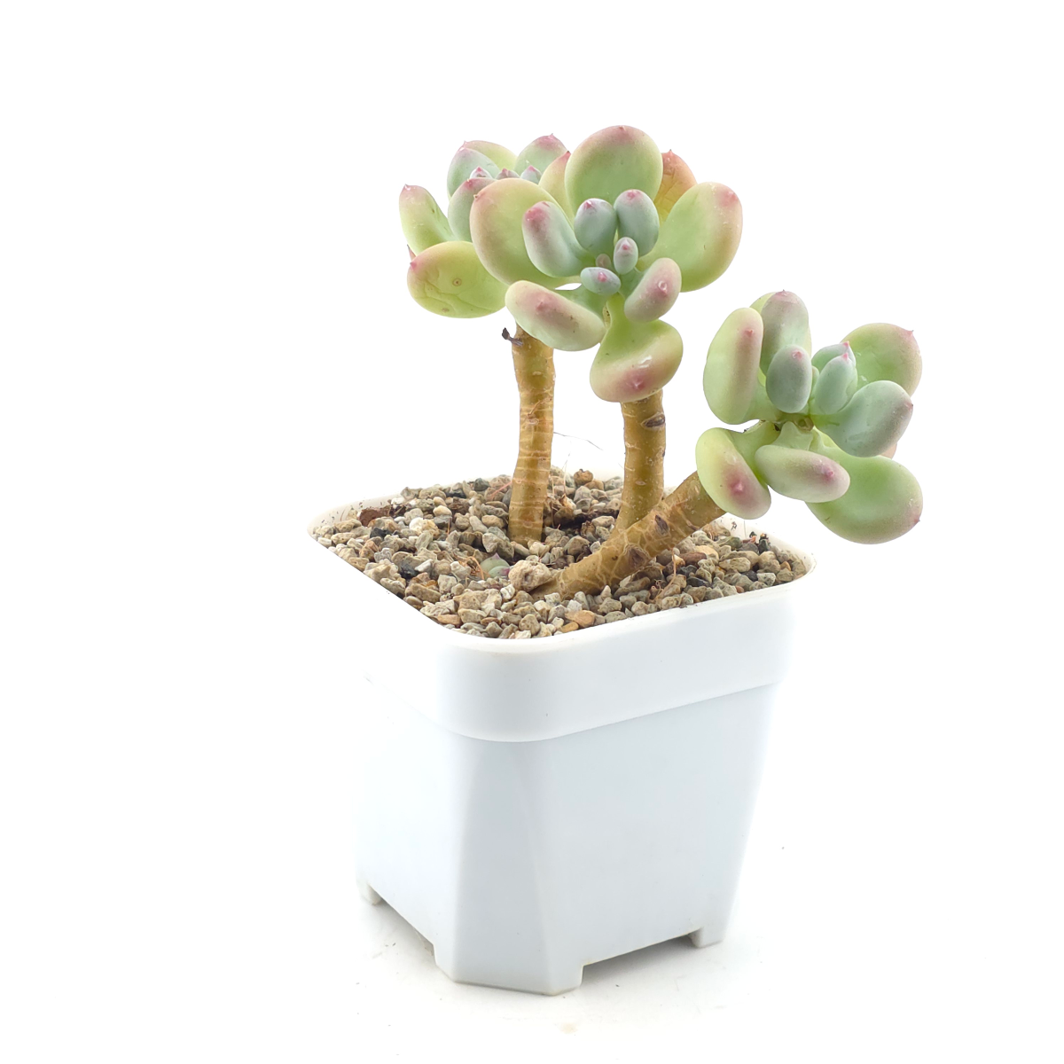 Pachyphytum 'Mikadukibijin' | 三日月美人 thumbnail 3