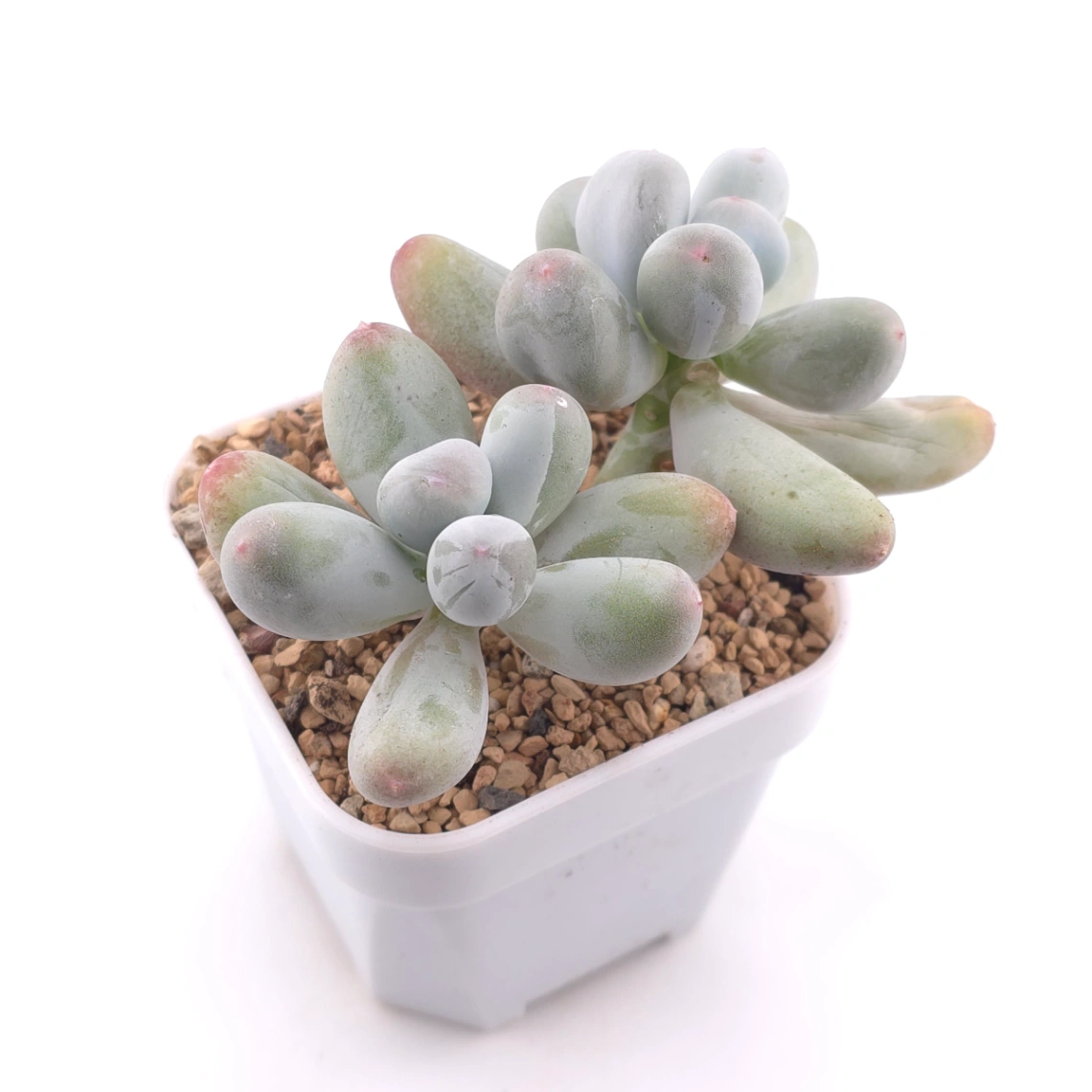 Pachyphytum 'Miko Milk' | 米可奶 thumbnail 2