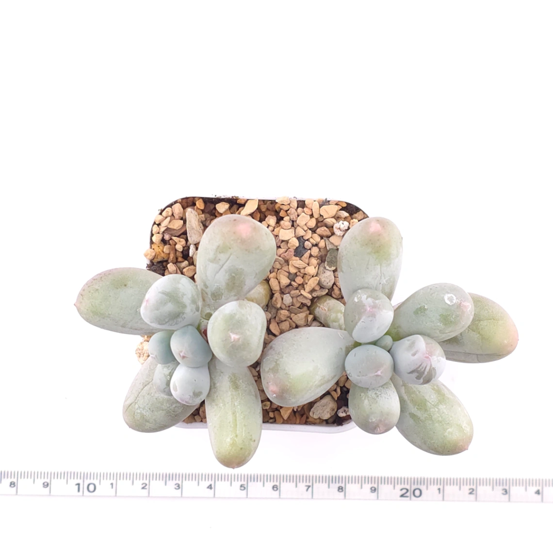 Pachyphytum 'Miko Milk' | 米可奶 thumbnail 4
