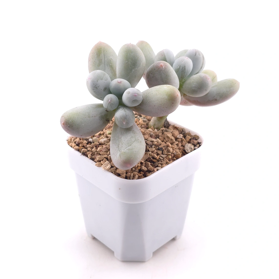 Pachyphytum 'Miko Milk' | 米可奶 thumbnail 3