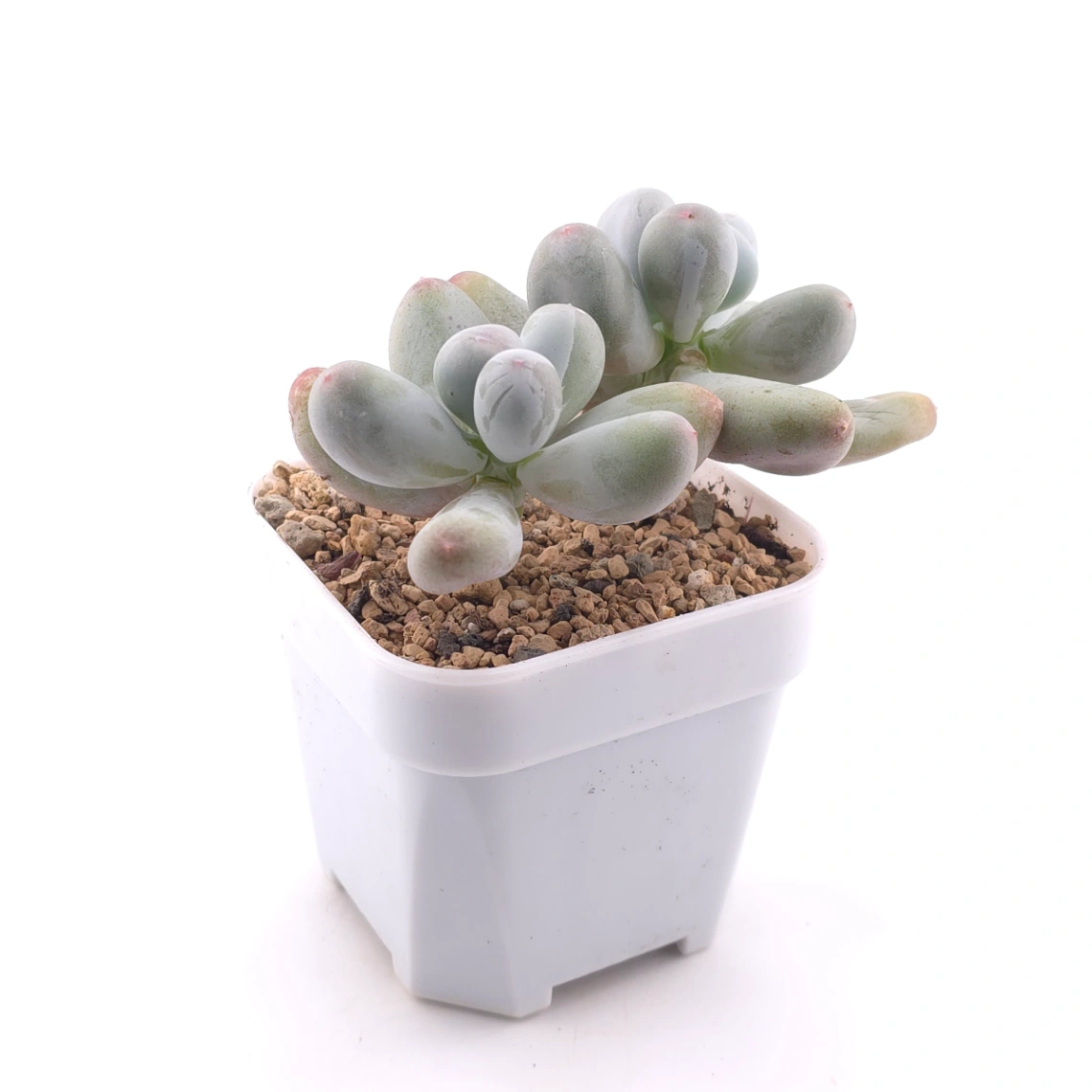 Pachyphytum 'Miko Milk' | 米可奶 thumbnail 3