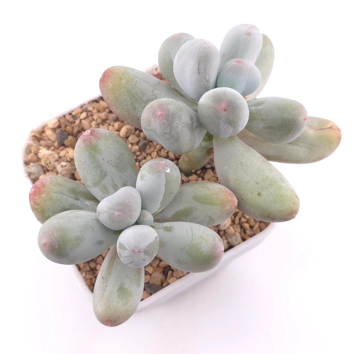 Pachyphytum 'Miko Milk' | 米可奶 - View 1