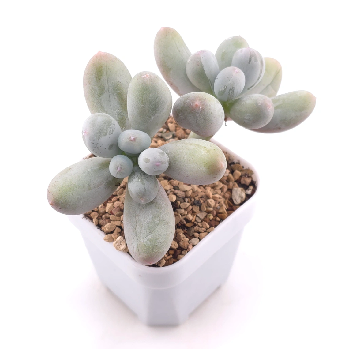 Pachyphytum 'Miko Milk' | 米可奶 thumbnail 2