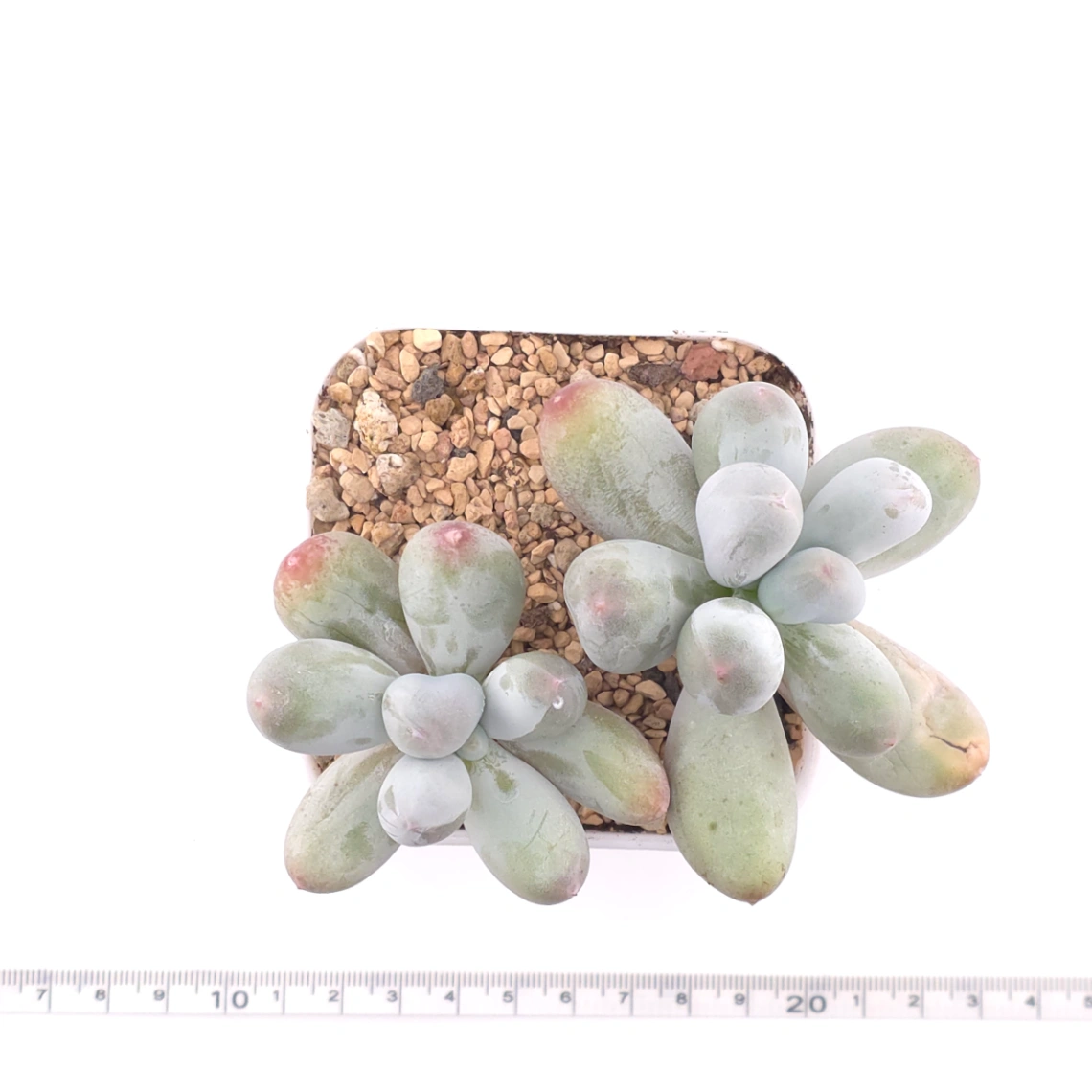 Pachyphytum 'Miko Milk' | 米可奶 thumbnail 4