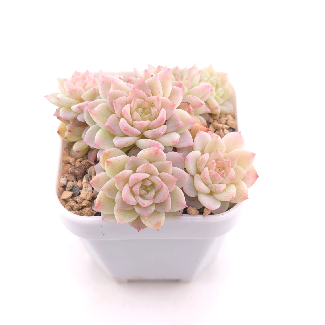 Sedeveria ‘Cherry Blossom’ | 櫻桃花 thumbnail 2