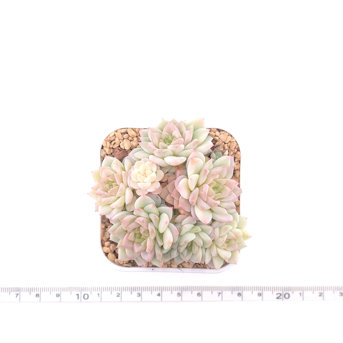 Sedeveria ‘Cherry Blossom’ | 櫻桃花 thumbnail 4