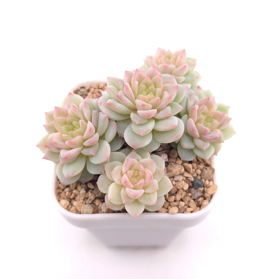 Sedeveria ‘Cherry Blossom’ | 櫻桃花 thumbnail 2