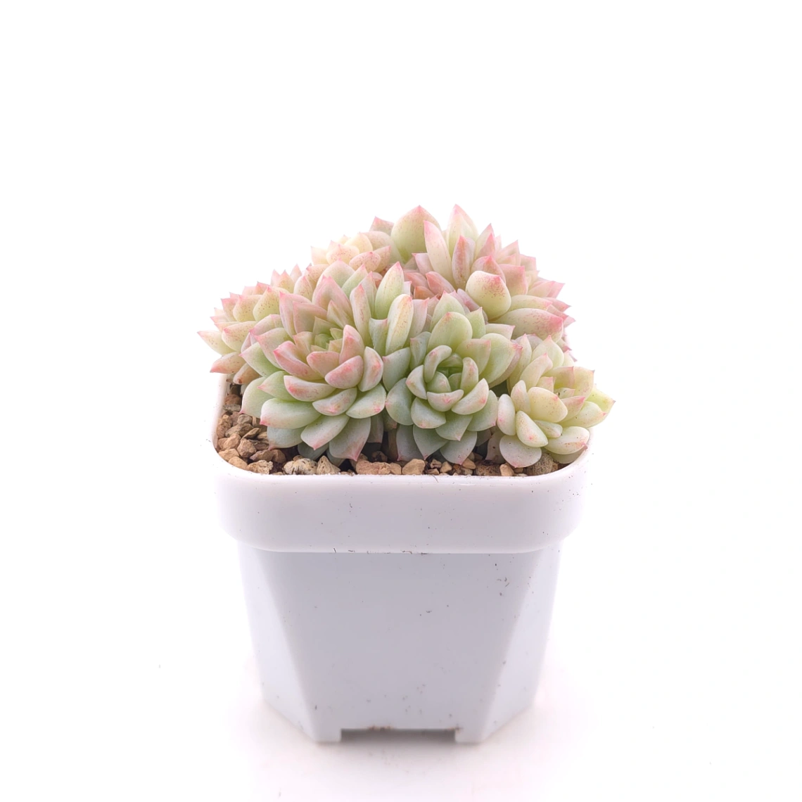 Sedeveria ‘Cherry Blossom’ | 櫻桃花 thumbnail 3