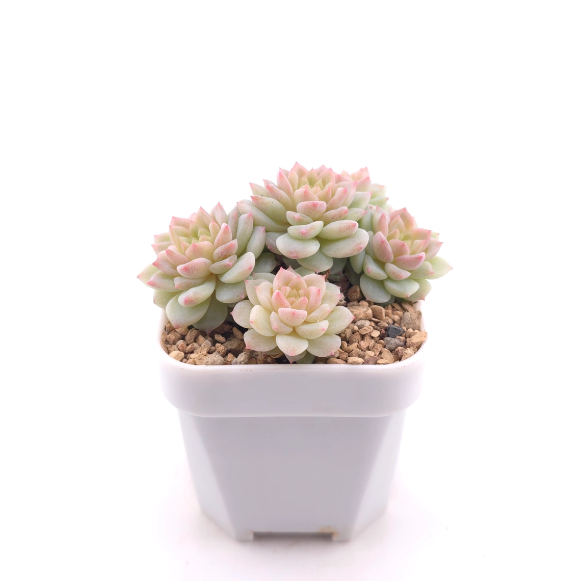 Sedeveria ‘Cherry Blossom’ | 櫻桃花 thumbnail 3