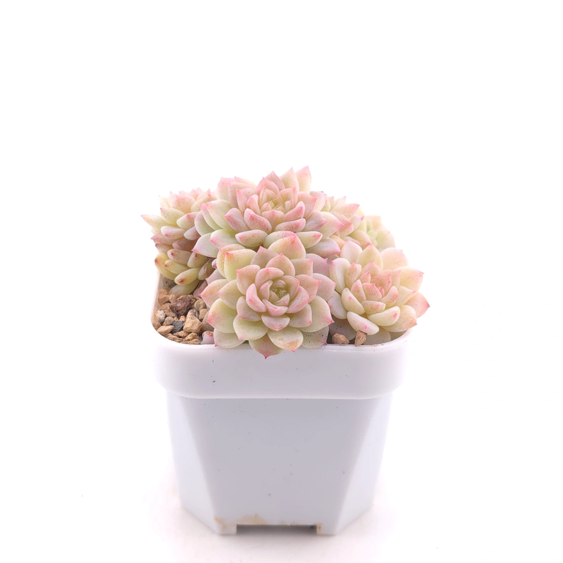 Sedeveria ‘Cherry Blossom’ | 櫻桃花 thumbnail 3