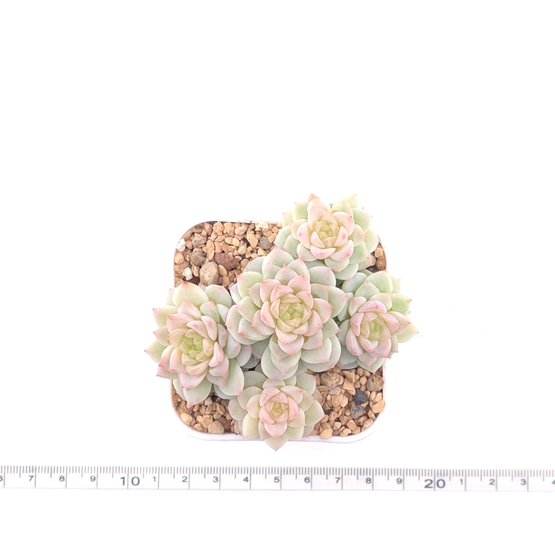 Sedeveria ‘Cherry Blossom’ | 櫻桃花 thumbnail 4