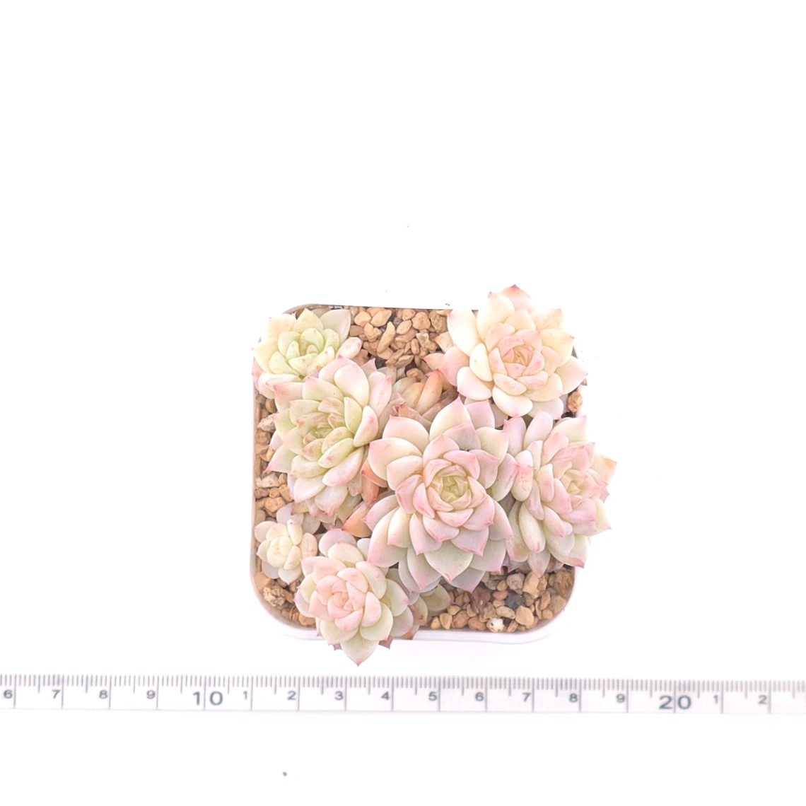 Sedeveria ‘Cherry Blossom’ | 櫻桃花 thumbnail 4