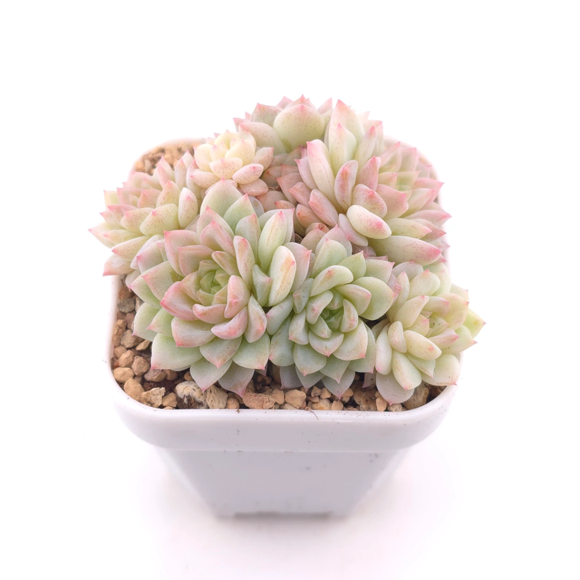 Sedeveria ‘Cherry Blossom’ | 櫻桃花 thumbnail 2