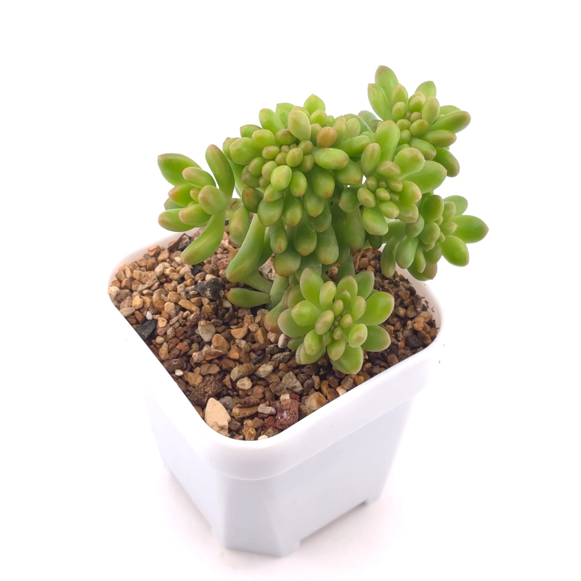 Sedum Alice Evans Cristata | 春萌群 thumbnail 2
