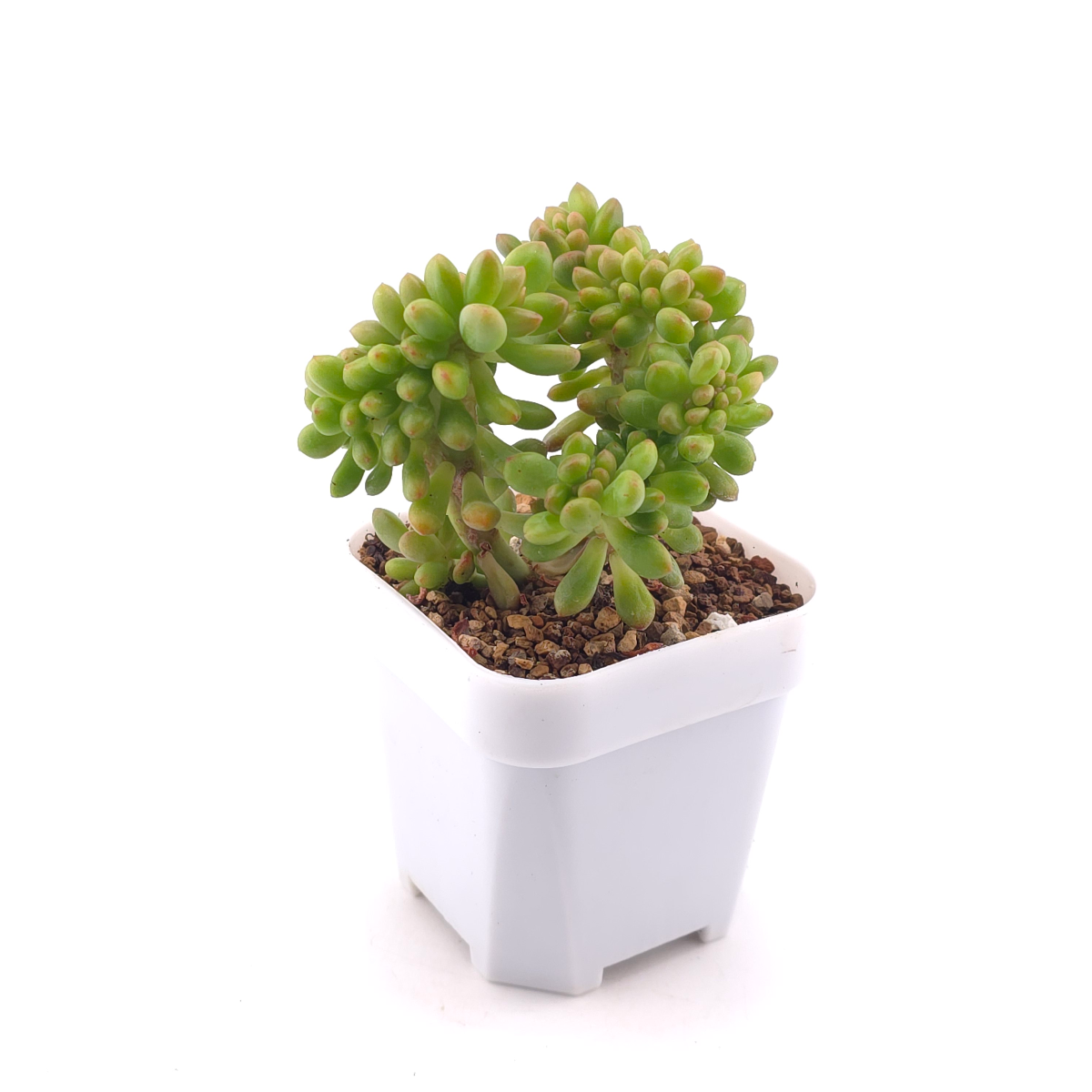 Sedum Alice Evans Cristata | 春萌群 thumbnail 3