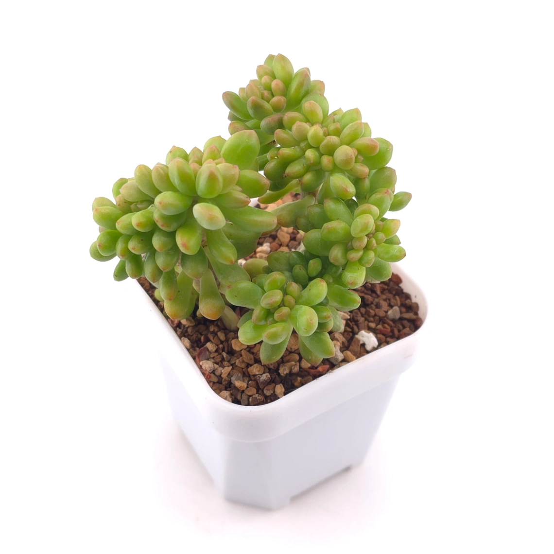 Sedum Alice Evans Cristata | 春萌群 thumbnail 2
