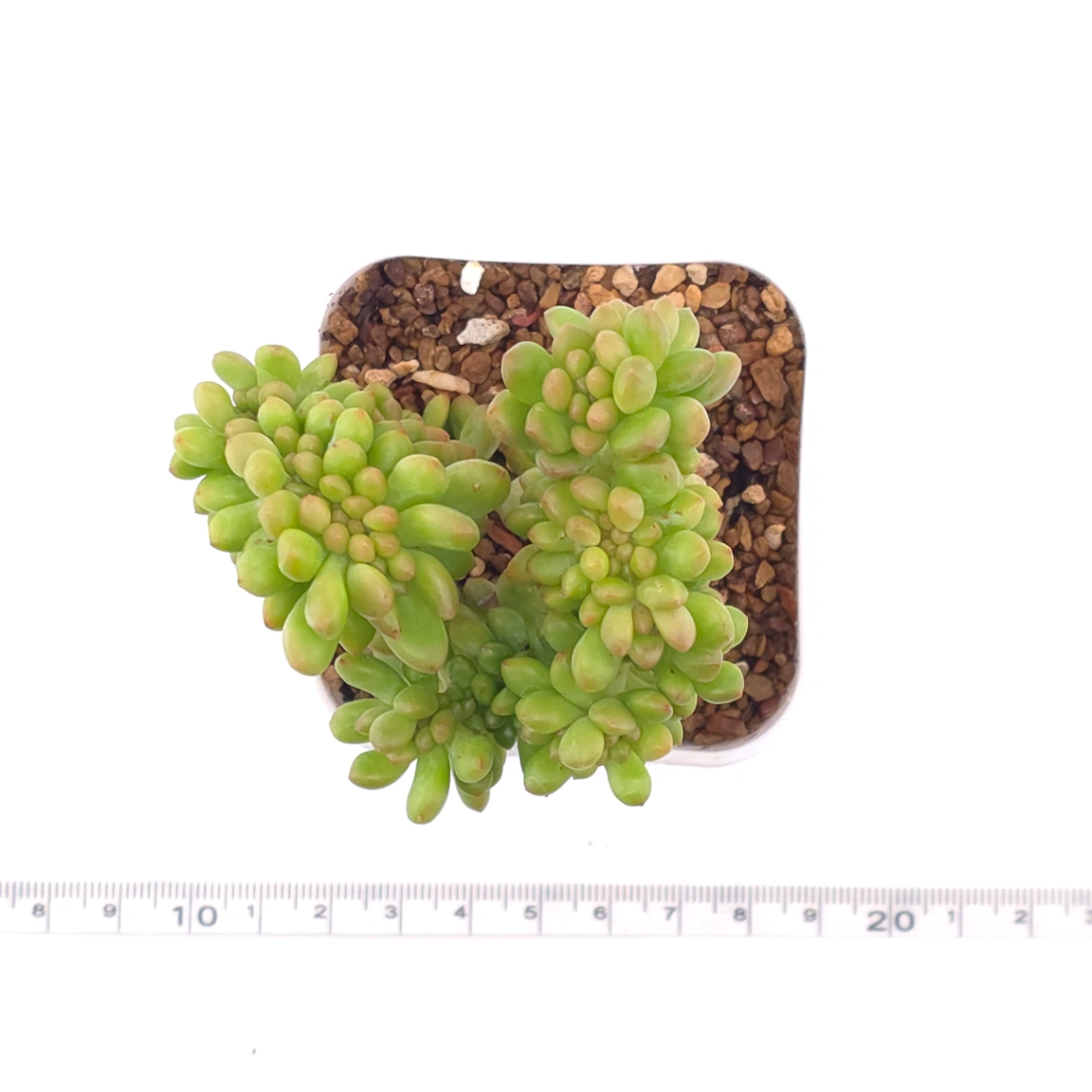Sedum Alice Evans Cristata | 春萌群 thumbnail 4