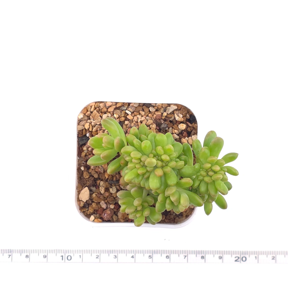 Sedum Alice Evans Cristata | 春萌群 thumbnail 4