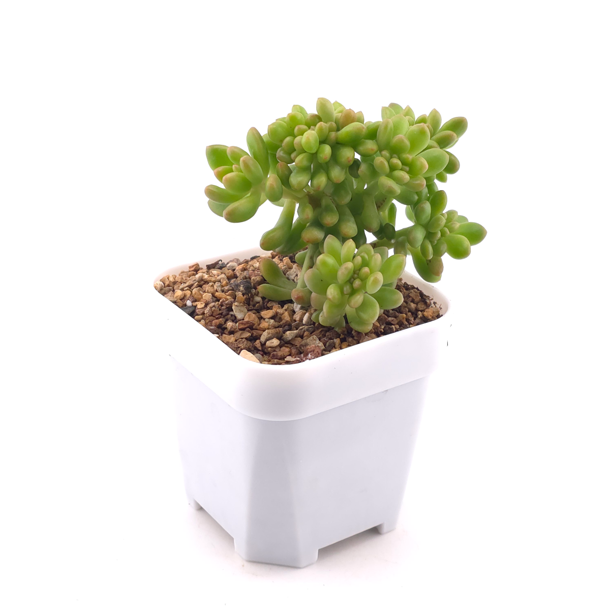 Sedum Alice Evans Cristata | 春萌群 thumbnail 3