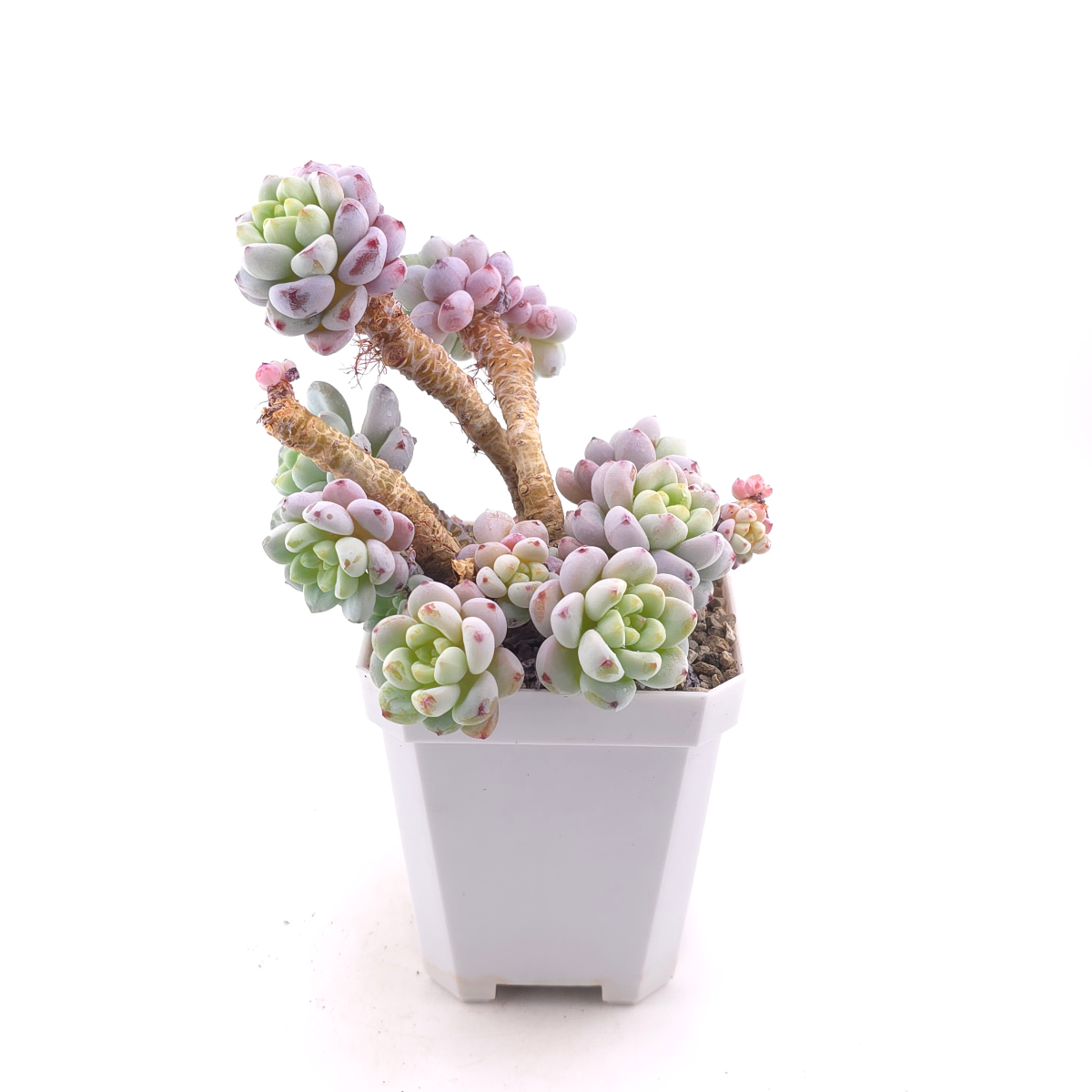 Sedum clavatum clsutering | 勞爾群 thumbnail 3