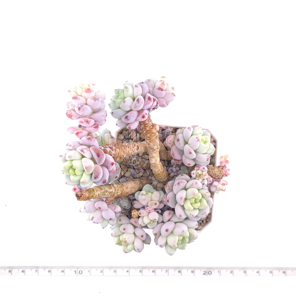 Sedum clavatum clsutering | 勞爾群 thumbnail 4