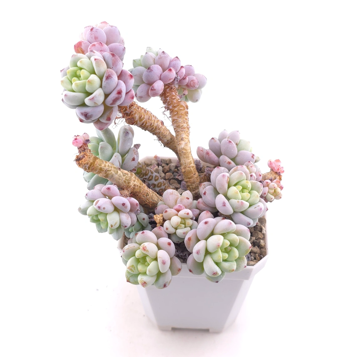 Sedum clavatum clsutering | 勞爾群 thumbnail 2