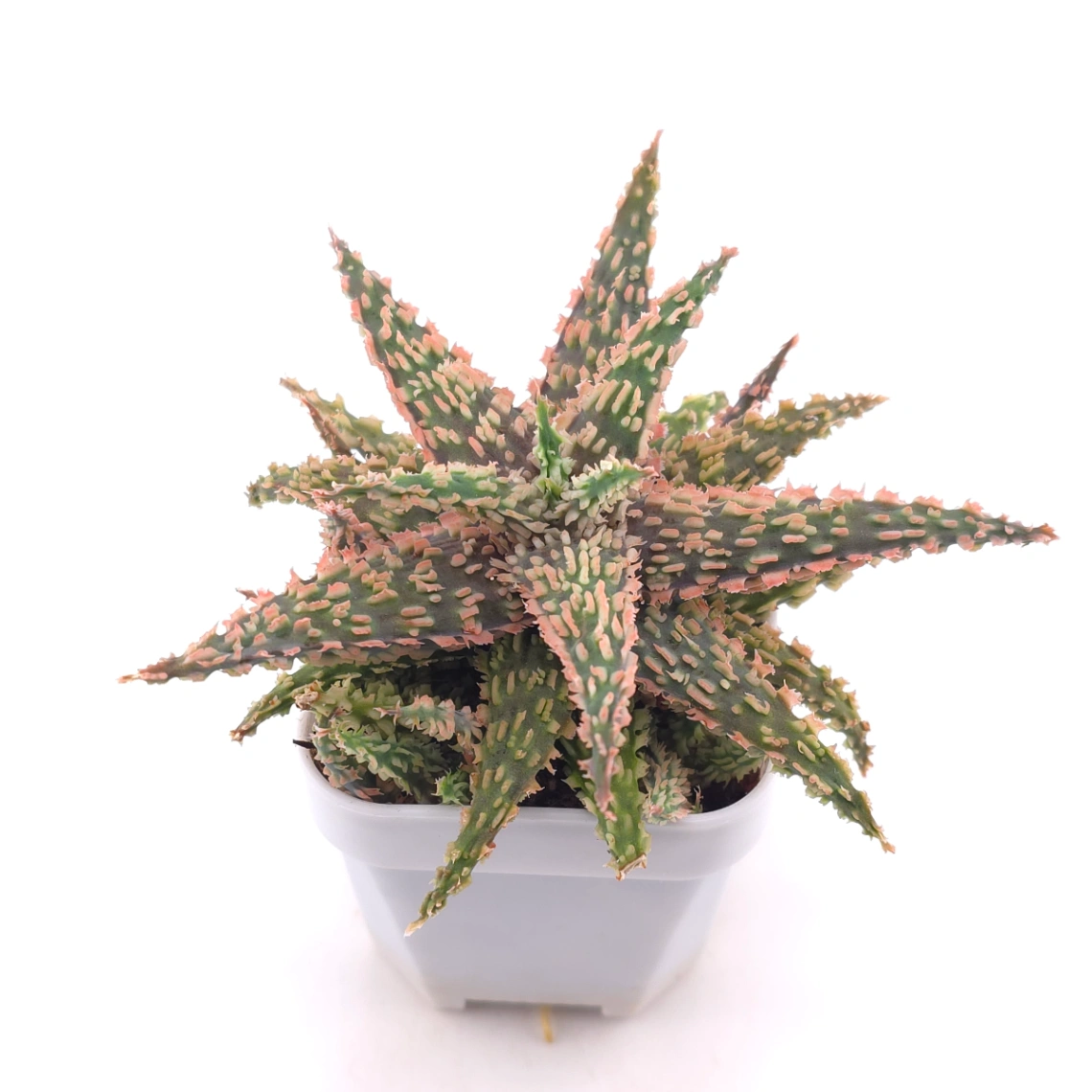 Aloe 'Blazing Coral' | 熾焰珊蘆薈 thumbnail 2