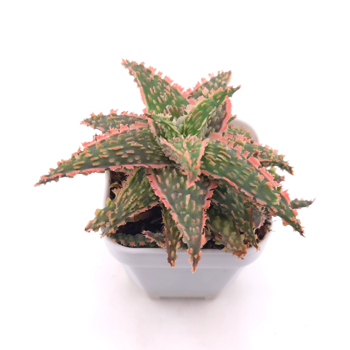 Aloe 'Blazing Coral' | 熾焰珊蘆薈 thumbnail 2