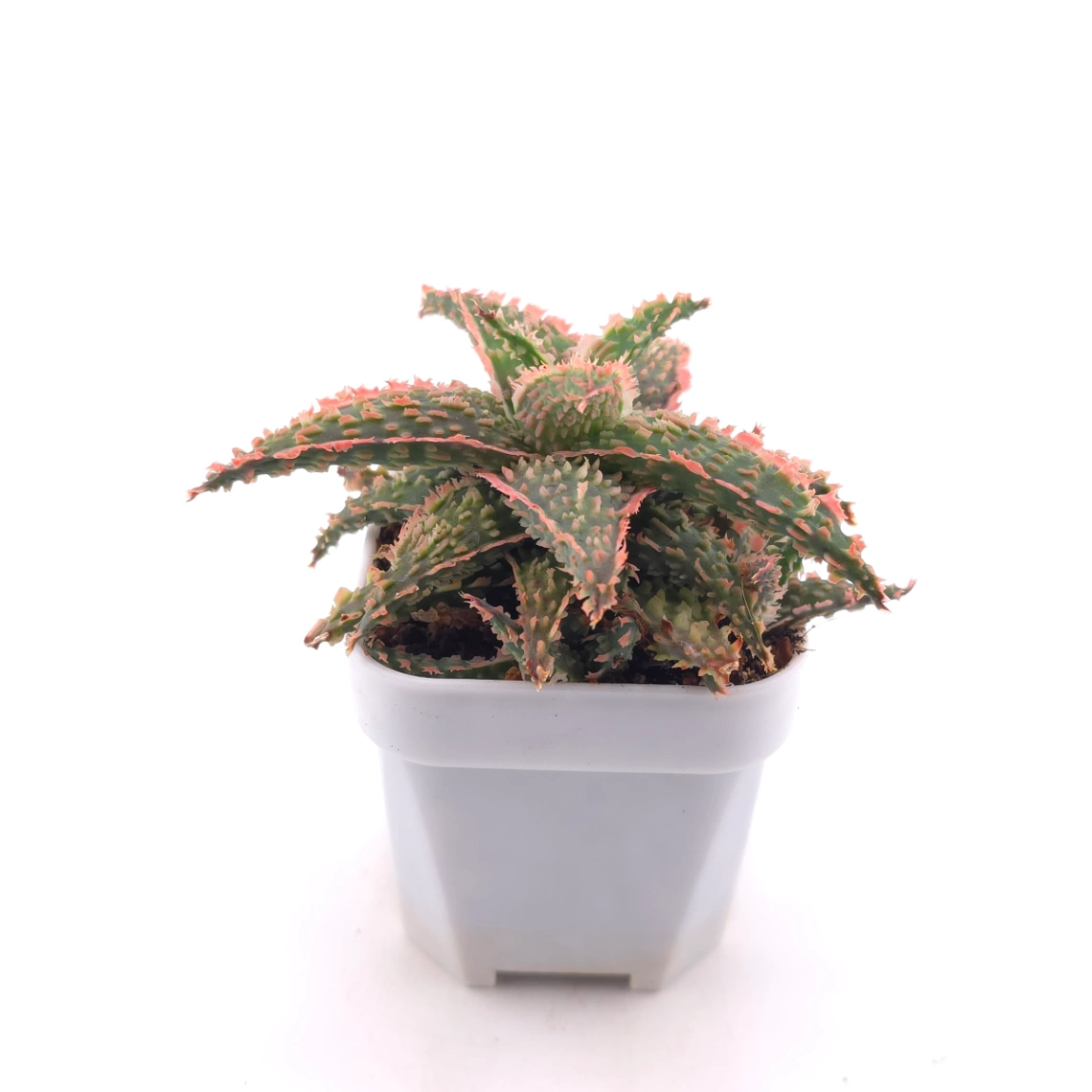 Aloe 'Blazing Coral' | 熾焰珊蘆薈 thumbnail 3