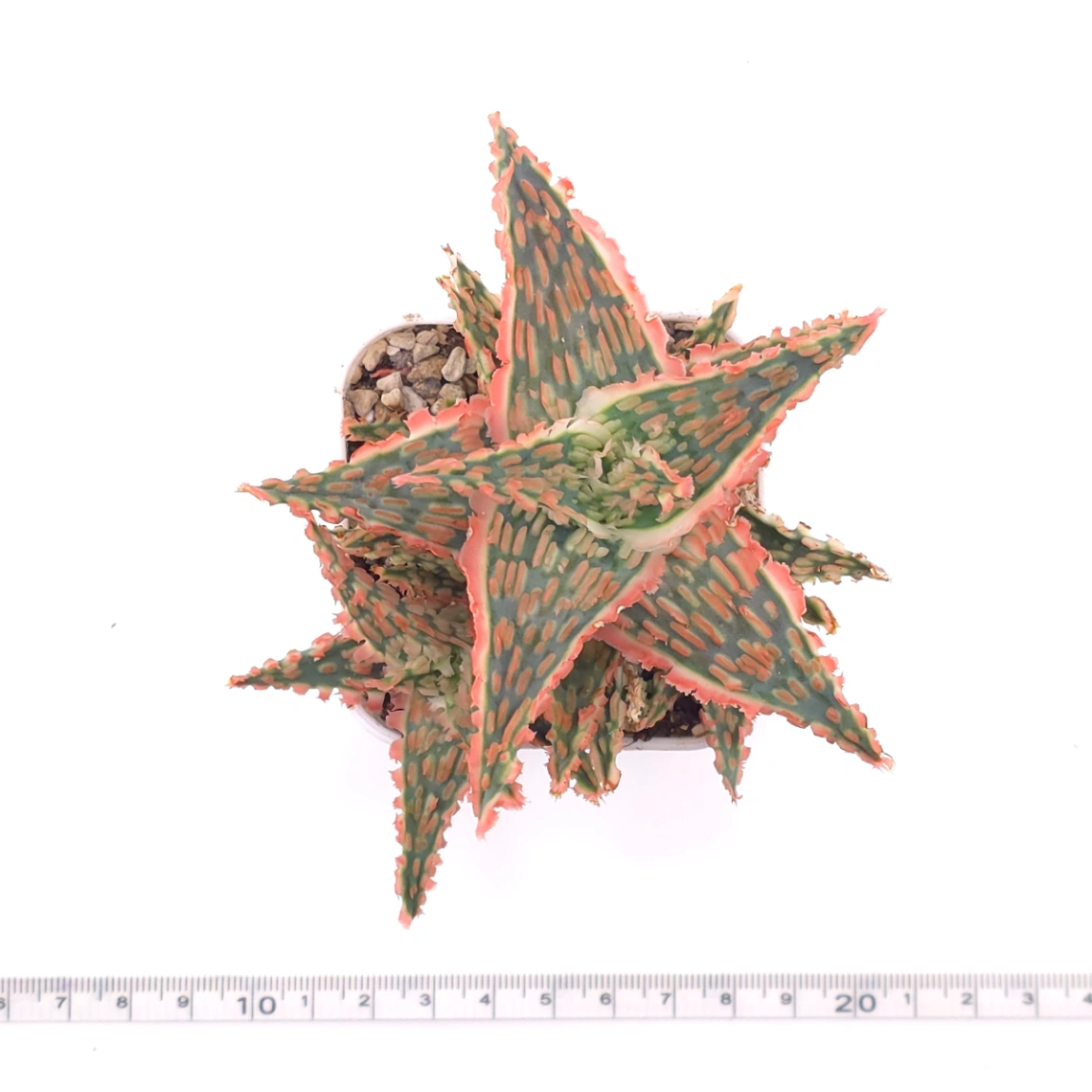 Aloe 'Pink Aurora' | 粉紅極光蘆薈 thumbnail 4