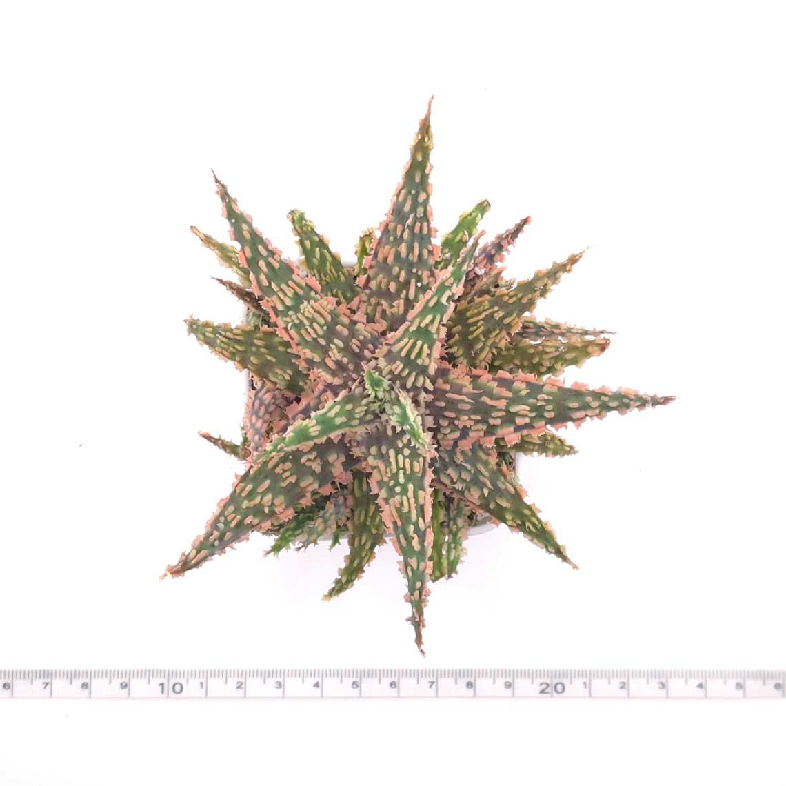 Aloe 'Blazing Coral' | 熾焰珊蘆薈 thumbnail 4