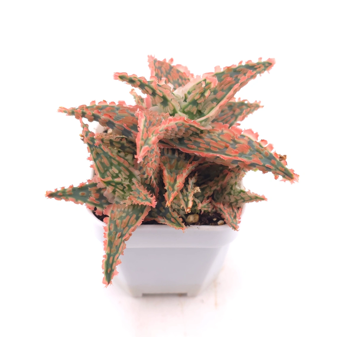 Aloe 'Pink Aurora' | 粉紅極光蘆薈 thumbnail 2