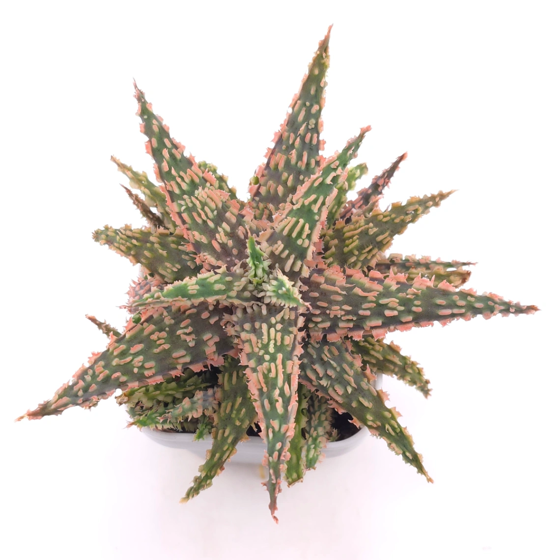 Aloe 'Blazing Coral' | 熾焰珊蘆薈 - View 1
