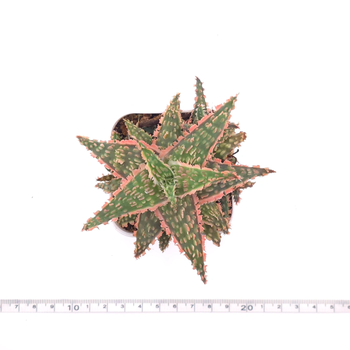 Aloe 'Blazing Coral' | 熾焰珊蘆薈 thumbnail 4