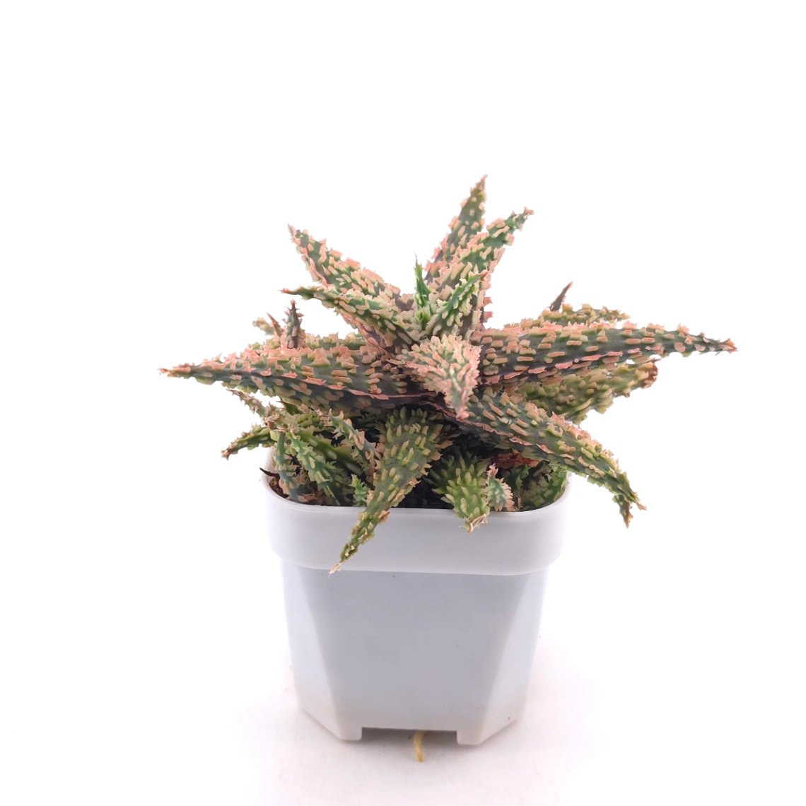 Aloe 'Blazing Coral' | 熾焰珊蘆薈 thumbnail 3
