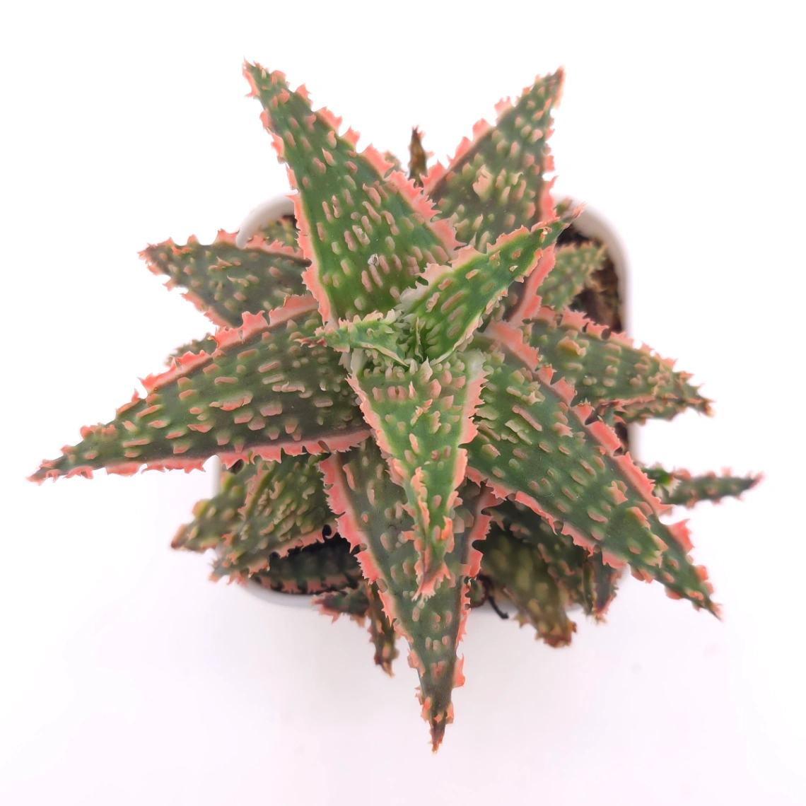 Aloe 'Blazing Coral' | 熾焰珊蘆薈 - View 1