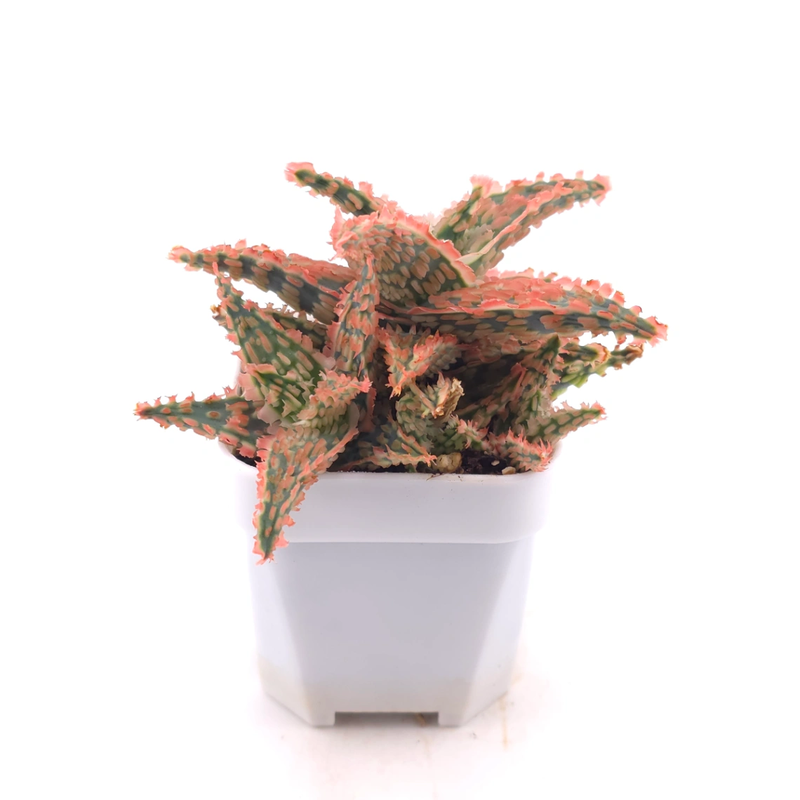 Aloe 'Pink Aurora' | 粉紅極光蘆薈 thumbnail 3