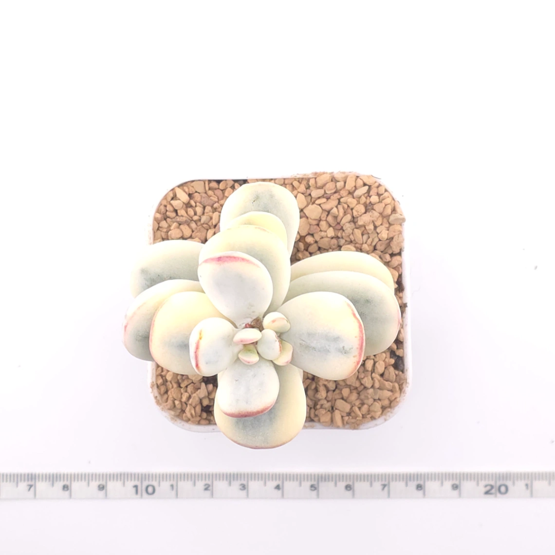 Cotyledon orbiculata cv. variegated (rounded leaf ver.) | 乒乓福娘錦 thumbnail 4