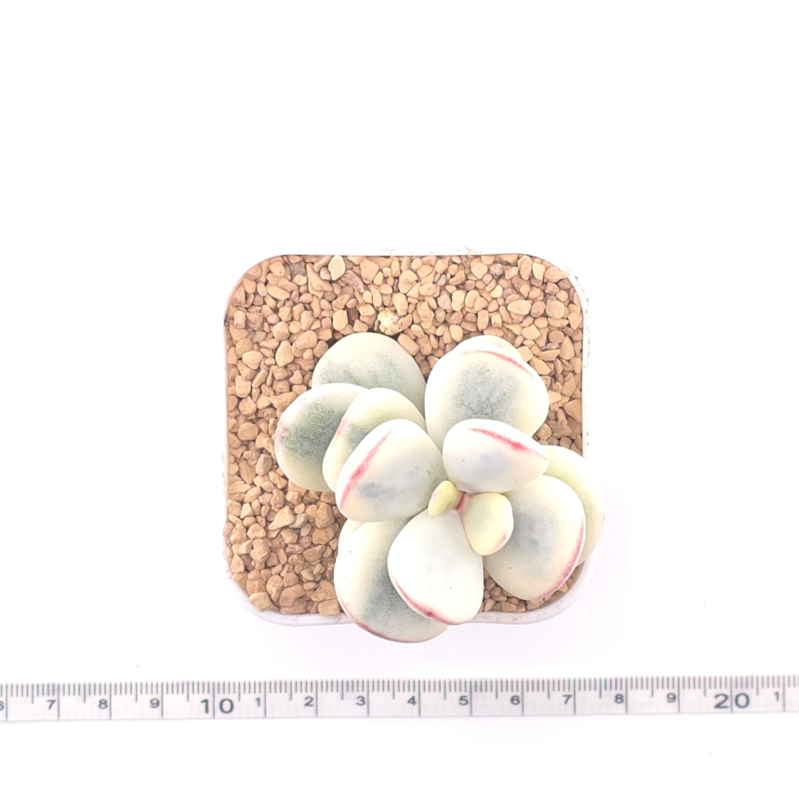 Cotyledon orbiculata cv. variegated (rounded leaf ver.) | 乒乓福娘錦 thumbnail 4