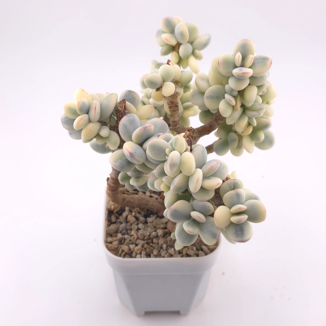 Cotyledon orbiculata cv. variegated (rounded leaf ver.) | 乒乓福娘錦 thumbnail 2