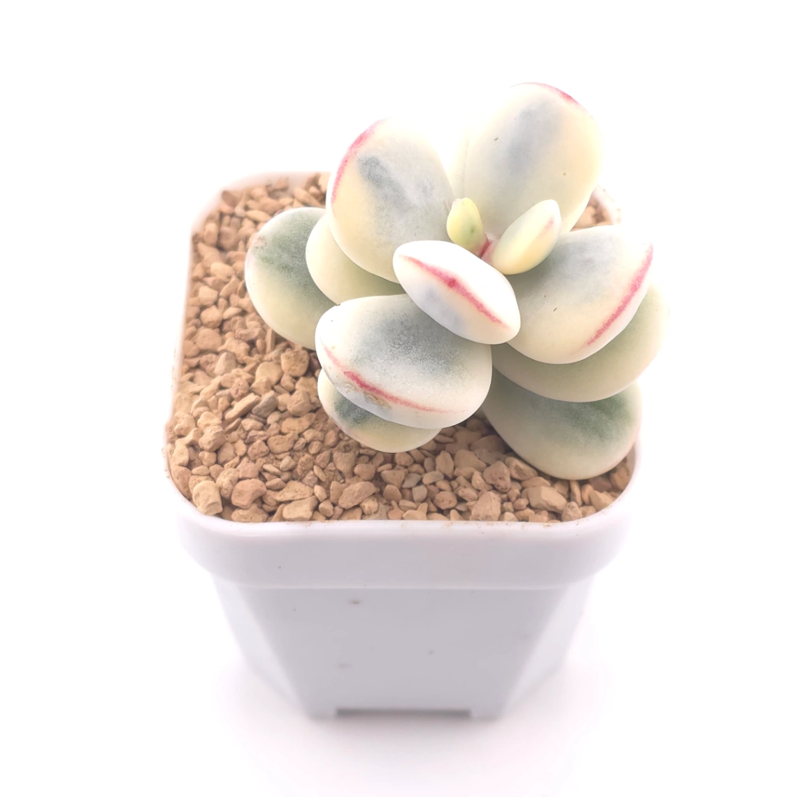 Cotyledon orbiculata cv. variegated (rounded leaf ver.) | 乒乓福娘錦 thumbnail 2